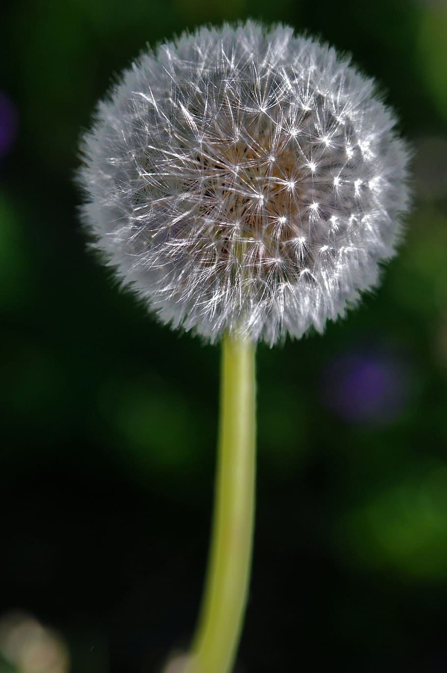 dandelion, hawkbit, flower, plant, nature, sun, fragility, vulnerability HD wallpaper