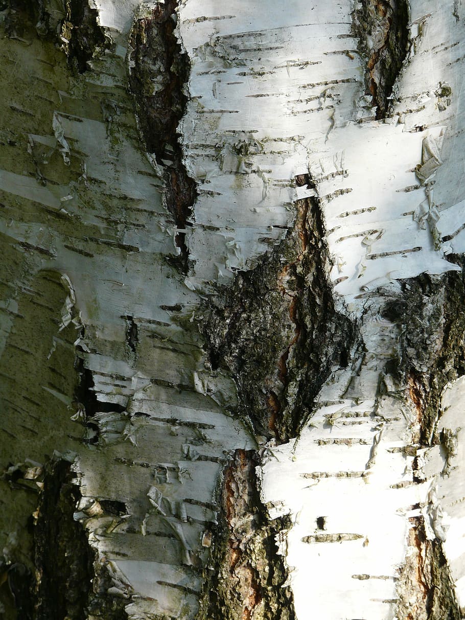 birch, bark, strain, forest, tree bark, trunk, deciduous tree HD wallpaper