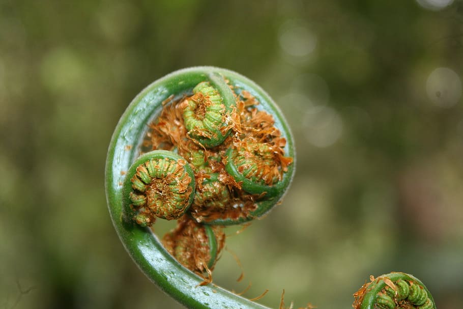 fern, nature, green, focus on foreground, close-up, plant, green color HD wallpaper