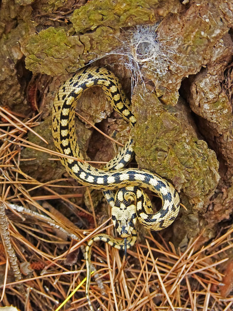 snake, yellow, forest, animal wildlife, animals in the wild HD wallpaper