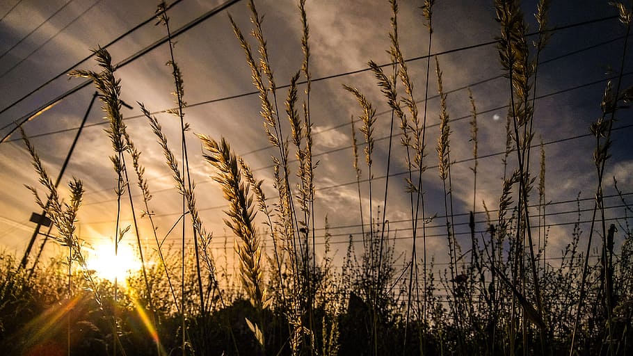 Sky, Grass, Sunset, Beautiful, portland, nature, rural scene HD wallpaper