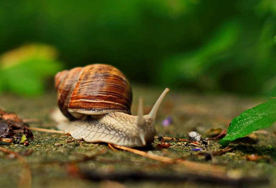 shallow focus photography of brown and gray snail, autumn, green HD wallpaper