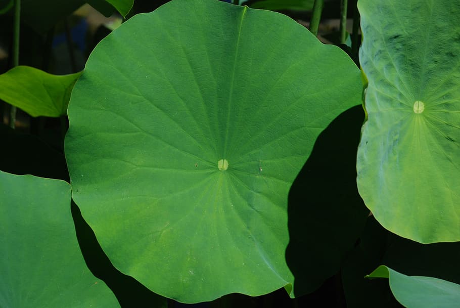 lotus, leaf, nature, green, buddha, faith, calm, peaceful, serenity HD wallpaper
