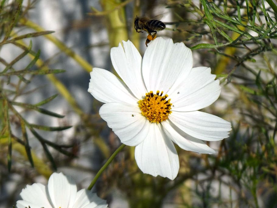 bee, flower, cosmos, cosmea, babu, flying bee, macro, spring HD wallpaper