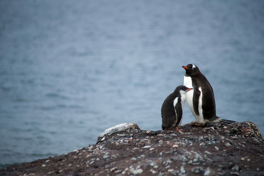 two penguin on rock formation near body of water, two black penguins near body of water HD wallpaper