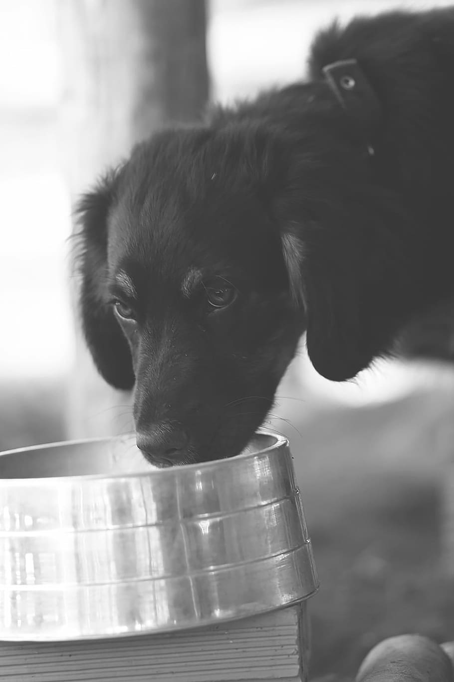 Dog, Pooch, Drinking Water, pets, one animal, domestic animals HD wallpaper