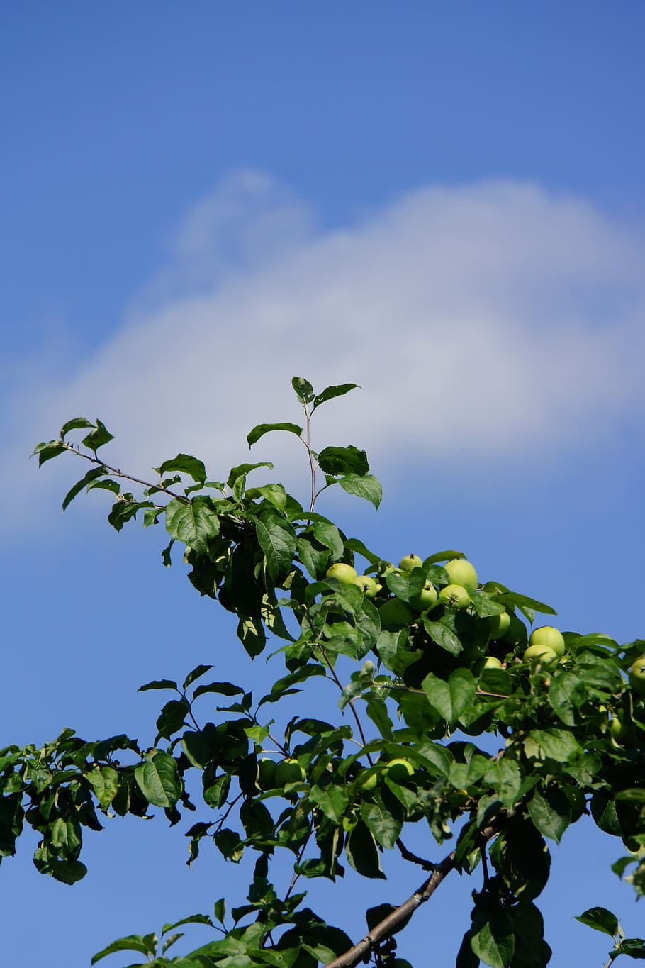 apple tree, fruit, apple ripening, low angle view, sky, plant HD wallpaper