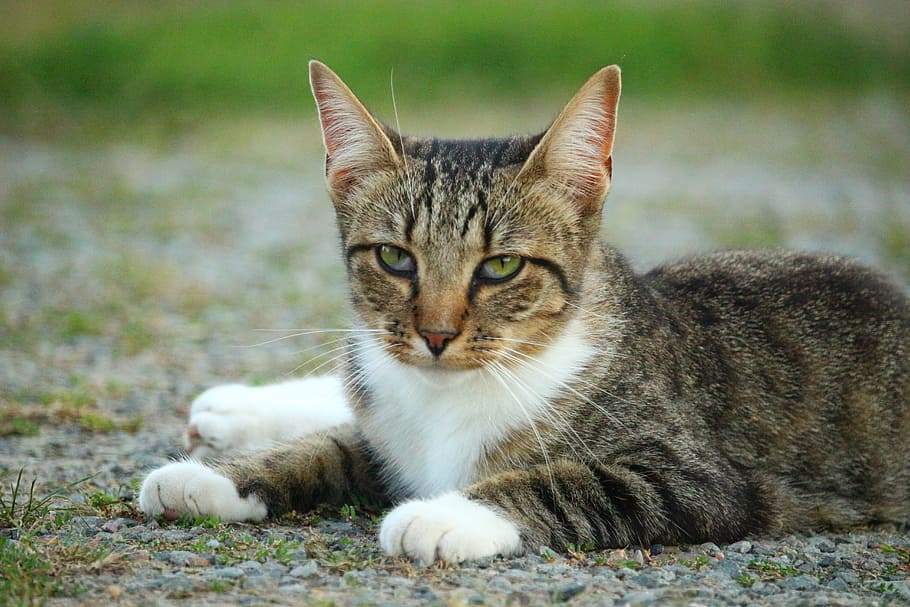 Kitten, Mackerel, Tiger Cat, mieze, domestic Cat, animal, pets HD wallpaper