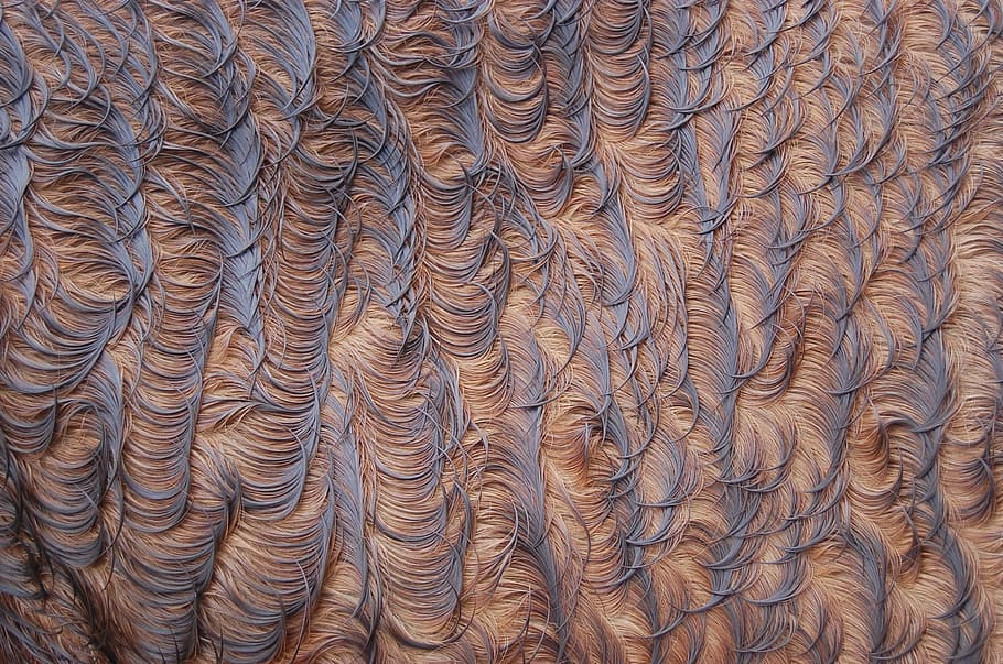 pattern, background, texture, abstract, design decoration, horse HD wallpaper