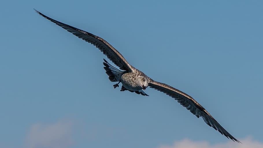 bird, nature, wing, flight, animal world, travel, gulls, animal wildlife HD wallpaper
