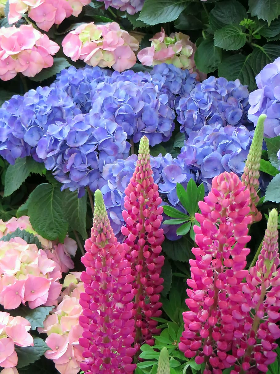 close-up photography of assorted petaled flowers, Lupine, Hydrangea HD wallpaper