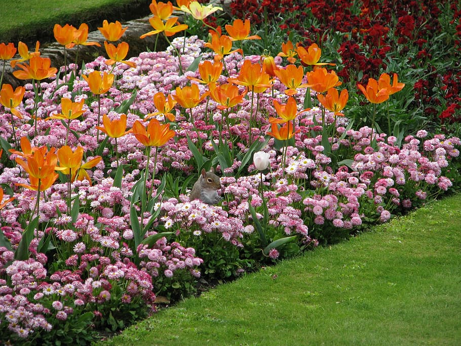 Flower, Tulip, Flowerbed, pink color, plant, grass, purple HD wallpaper