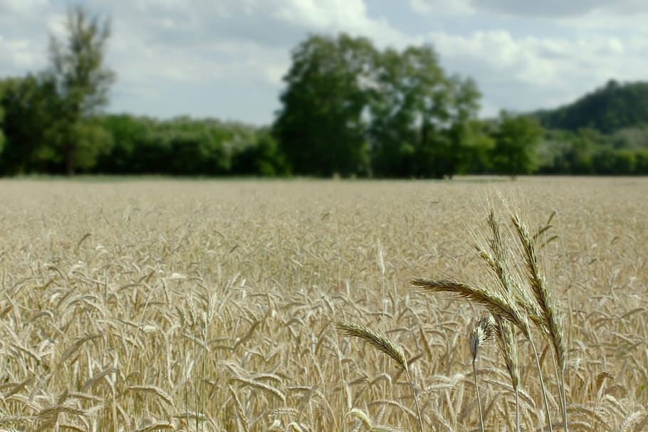 wheat field, landscape, summer, harvest, sky, clouds, nature, HD wallpaper
