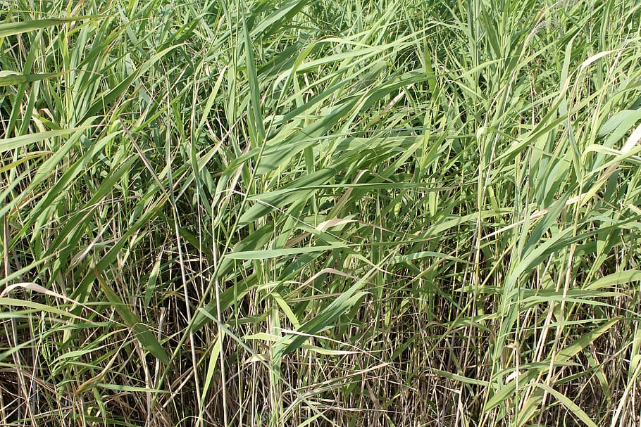 bamboo, bamboo grass, green, texture, background, wallpaper HD wallpaper