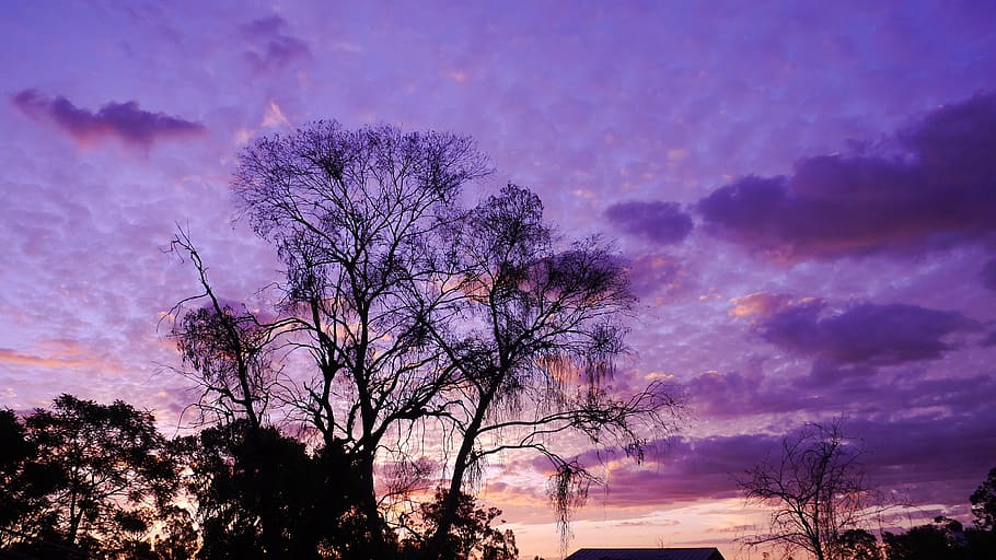 sky, sunset, clouds, tree, plant, cloud - sky, silhouette, beauty in nature HD wallpaper
