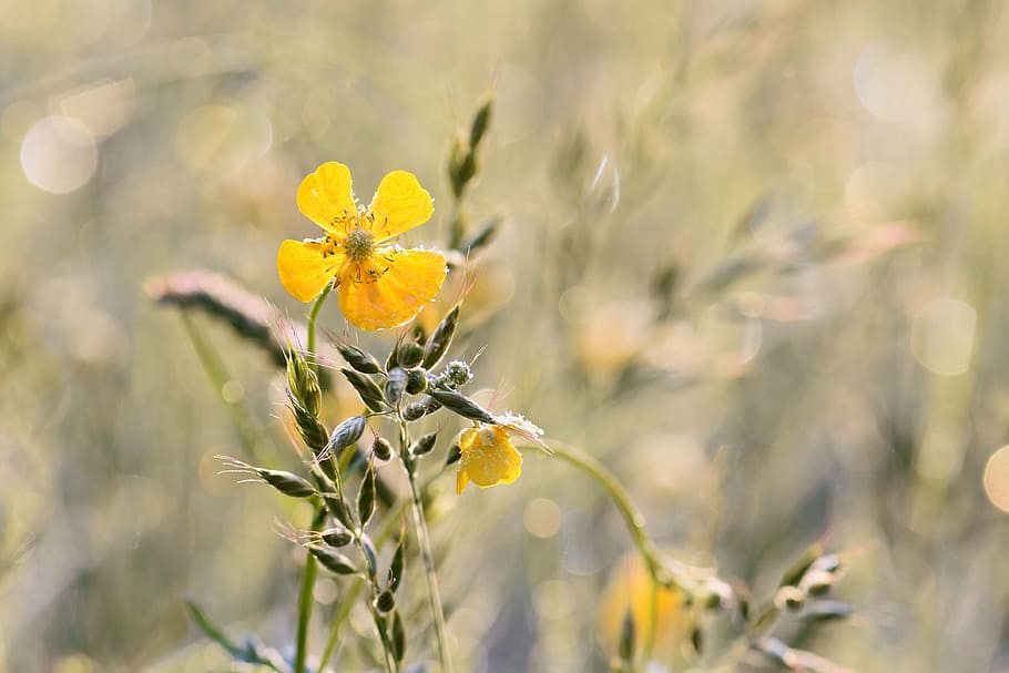shallow focus photography of yellow petaled flower, buttercup, HD wallpaper