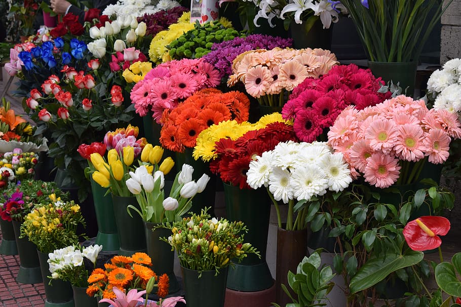 flowers, growing, flowering plant, multi colored, vulnerability HD wallpaper