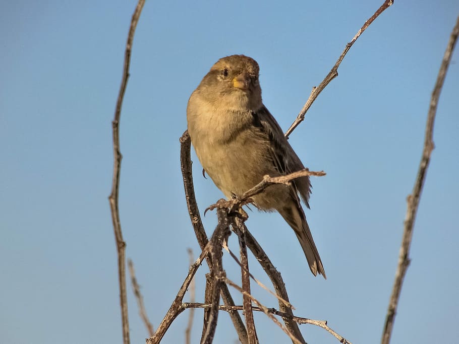 Sparrow, Bird, Tree, Wildlife, looking, ornithology, animal HD wallpaper
