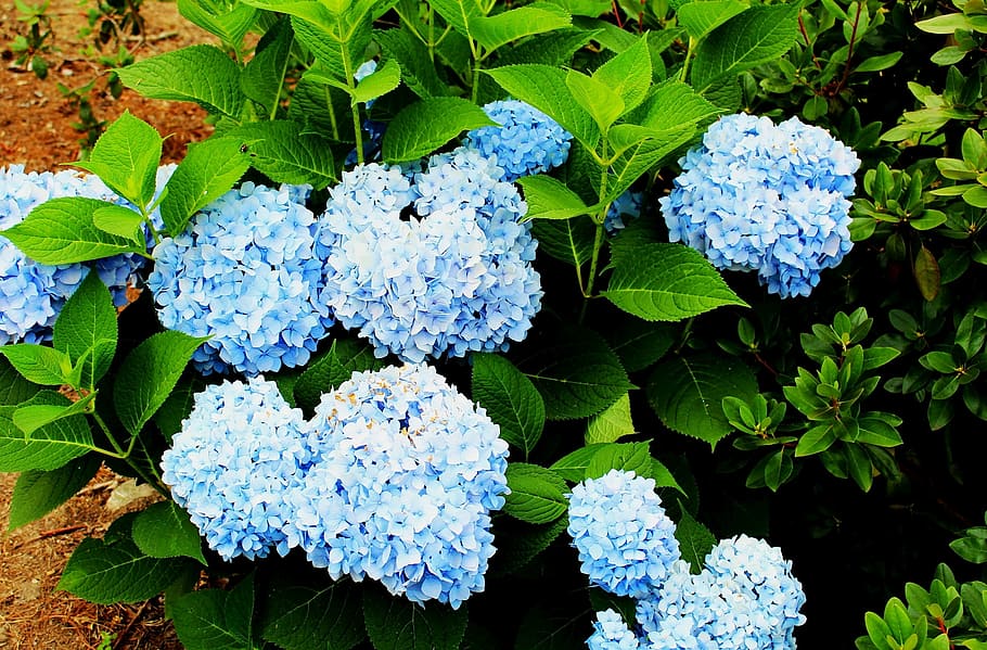 flowers, hydrangeas, blue, garden, nature, leaf, plant part HD wallpaper