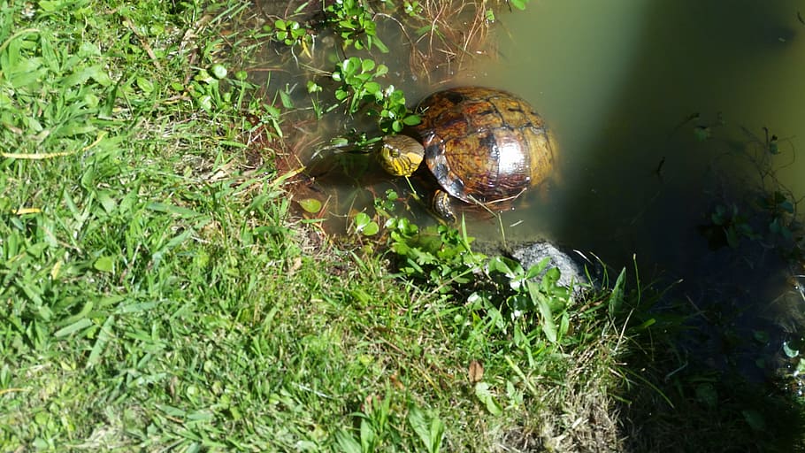 turtle, reptile, animal, nature, botanist, botanical garden