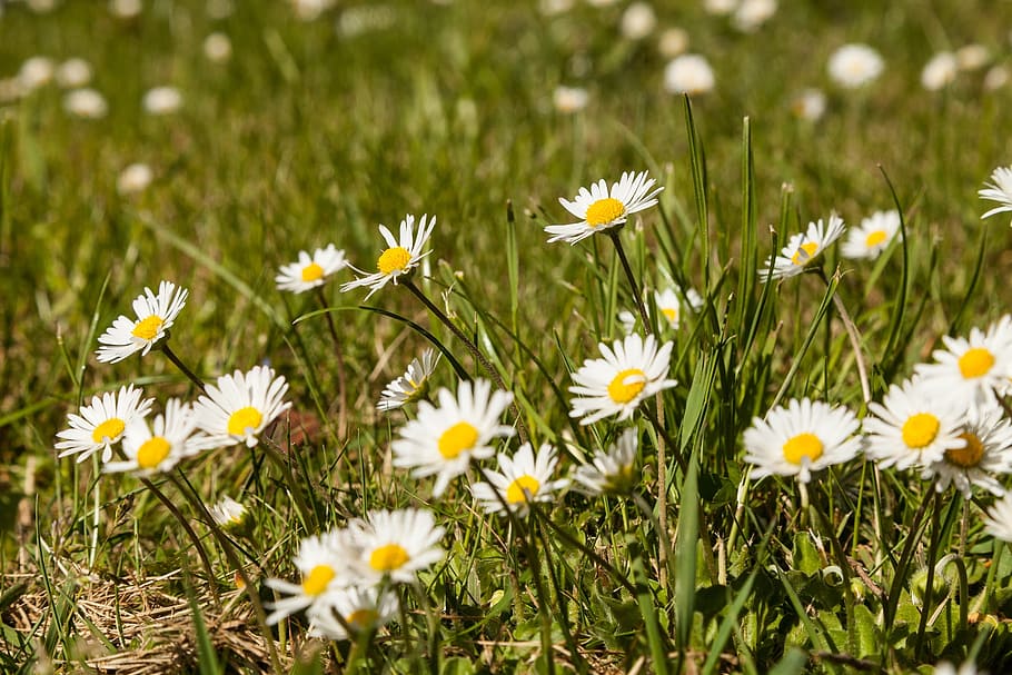Daisy, Meadow, Grass, Flowers, White, summer, close, nature HD wallpaper