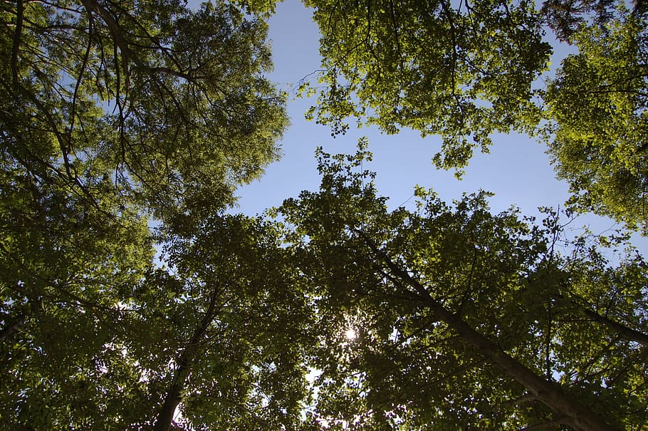 forest, trees, sunlight, plant, low angle view, beauty in nature HD wallpaper