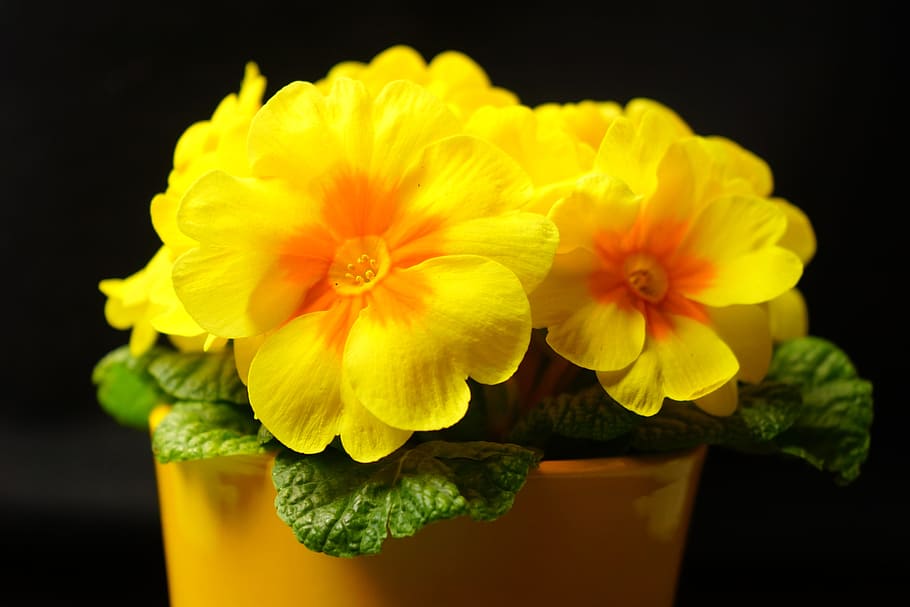 primrose, primula, blossom, bloom, yellow, primrose greenhouse HD wallpaper