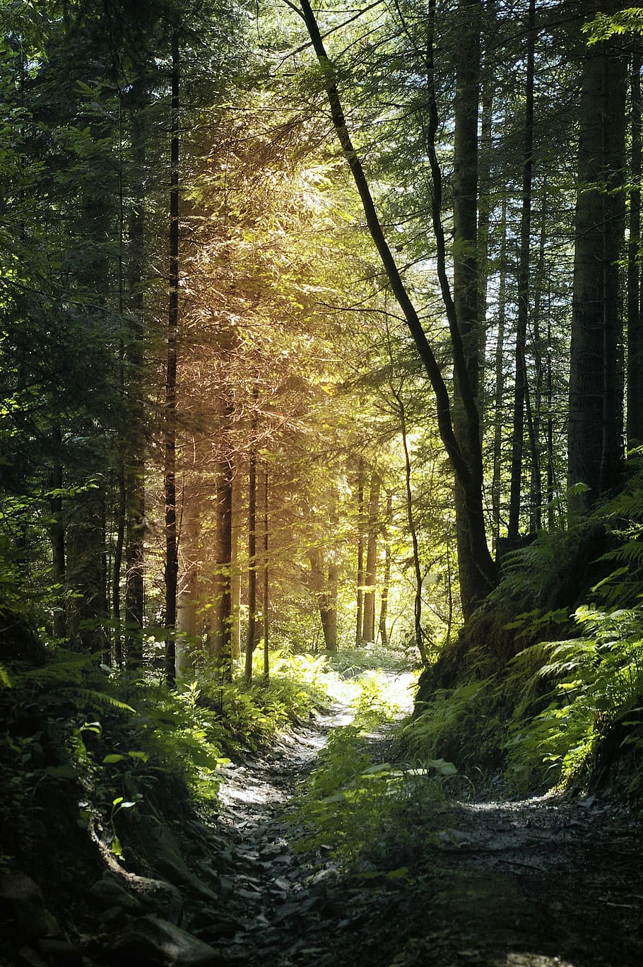 pathway in the middle of the forest, mountains, view, the sun HD wallpaper