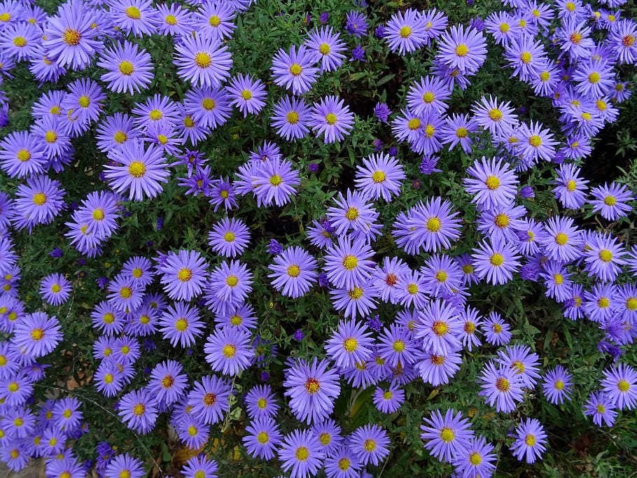 herbstastern, asters, flowers, autumn, blue, autumn-flowers, HD wallpaper