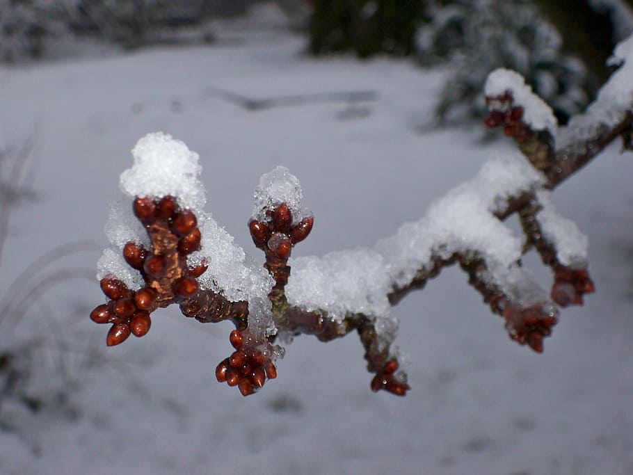 landscape, winter, tree, snow, nature, frost, christmas, ice HD wallpaper