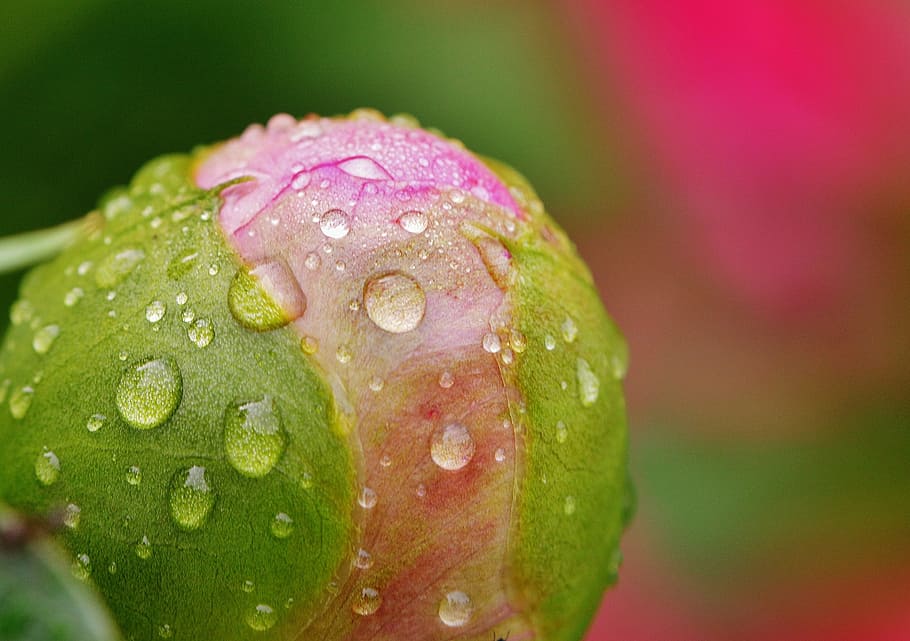 peony, rain, drip, raindrop, nature, macro, beaded, drop of water HD wallpaper
