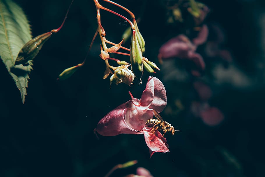 Flower, flowers, rosa, one animal, animal themes, animals in the wild HD wallpaper