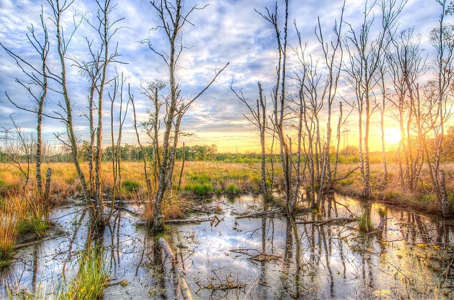 bare trees on body of water, Sunset, Colorful, Reflection, Scenic HD wallpaper