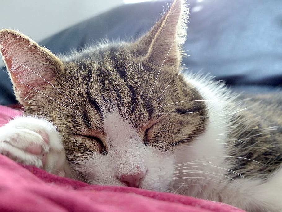 cat, asleep, calm, cat sleeping, domestic animal, relaxation HD wallpaper
