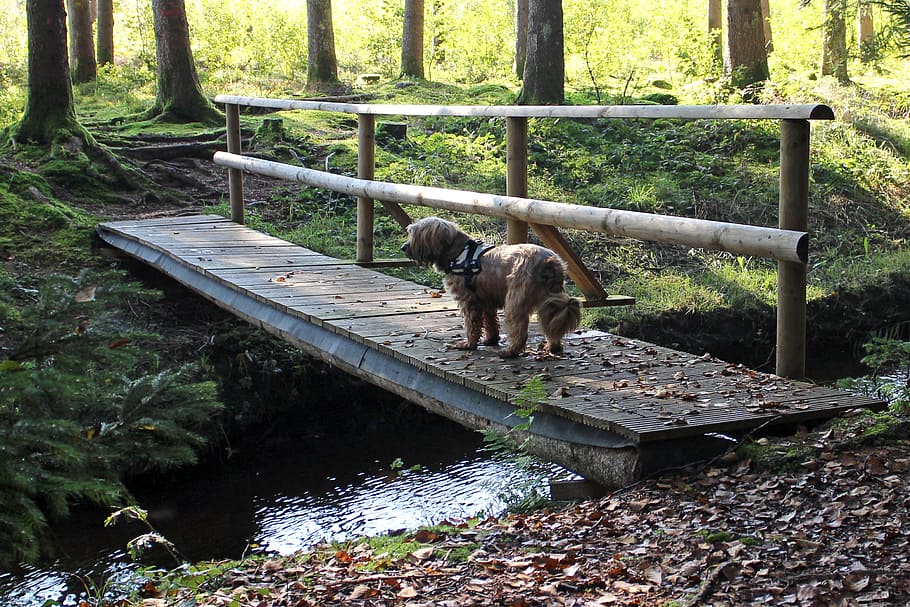 web, bridge, bach, water, forest, transition, boardwalk, wooden bridge HD wallpaper