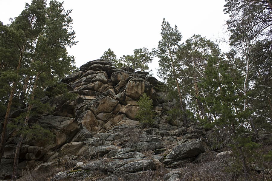 nature, forest, trees, plant, rock, rock - object, solid, sky HD wallpaper