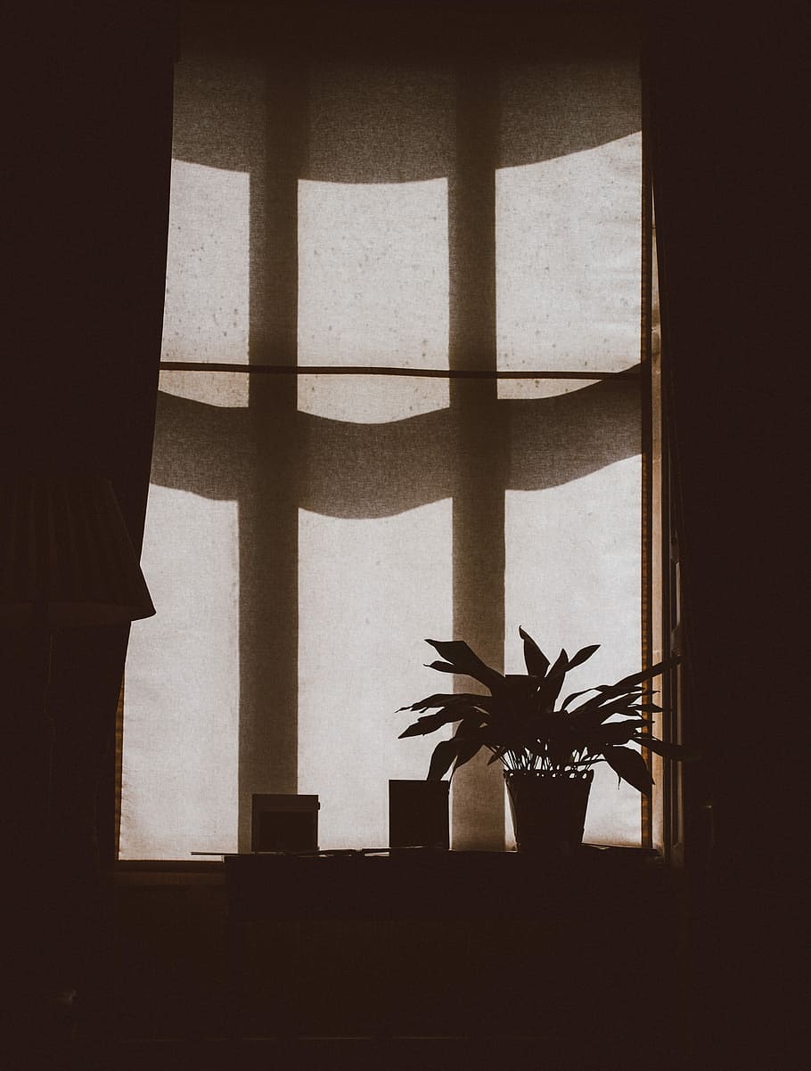 silhouette of plant on the window, silhouette of potted plant on window HD wallpaper