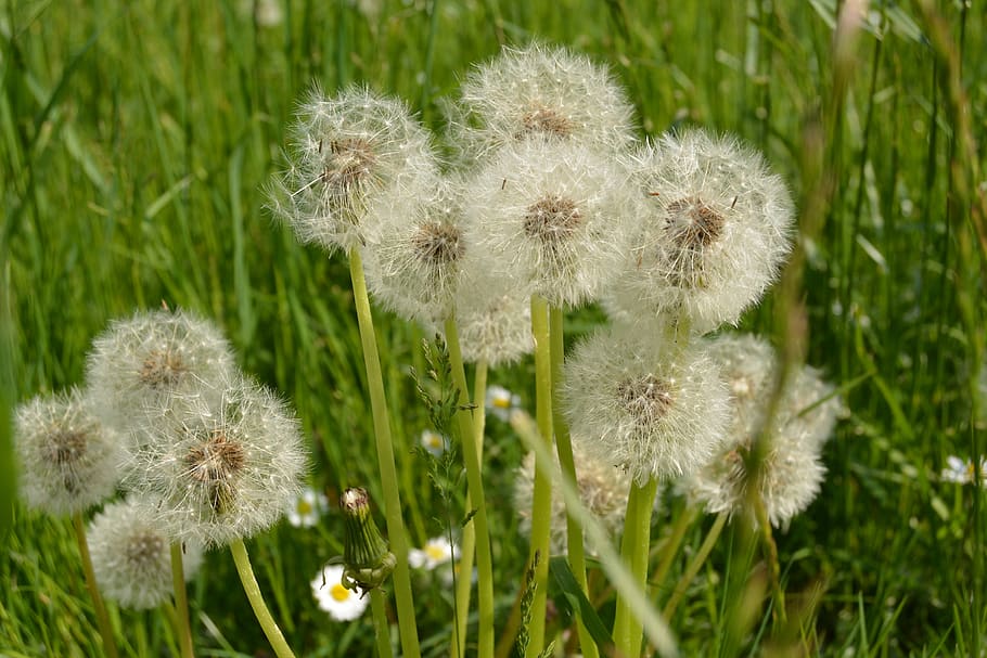 dandelion, nature, grass, summer, plant, growth, freshness HD wallpaper