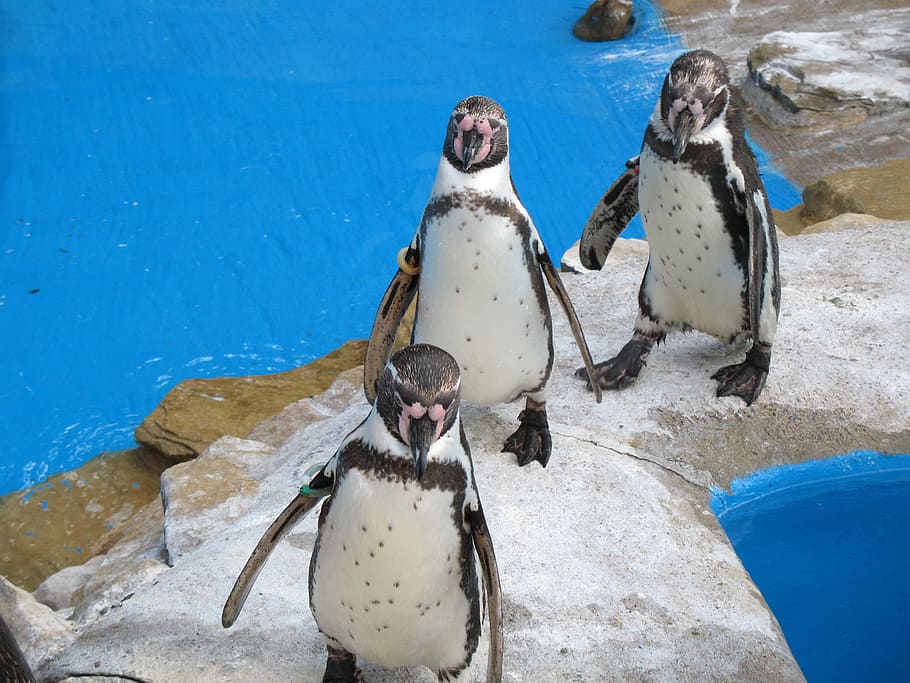 Water, Penguin, Penguins, Group, three, bird, animal, animals HD wallpaper