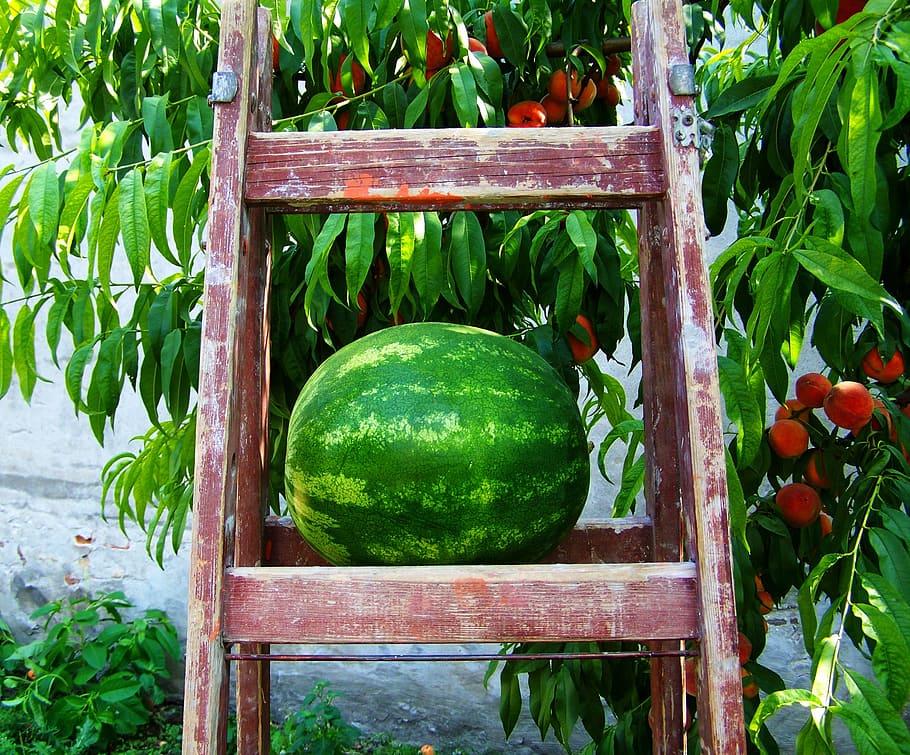 melon, watermelon, fruit, food and drink, green color, healthy eating HD wallpaper