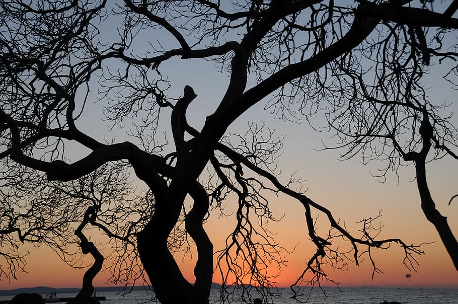 silhouette of tree during golden hour at sea, back light, landscape HD wallpaper