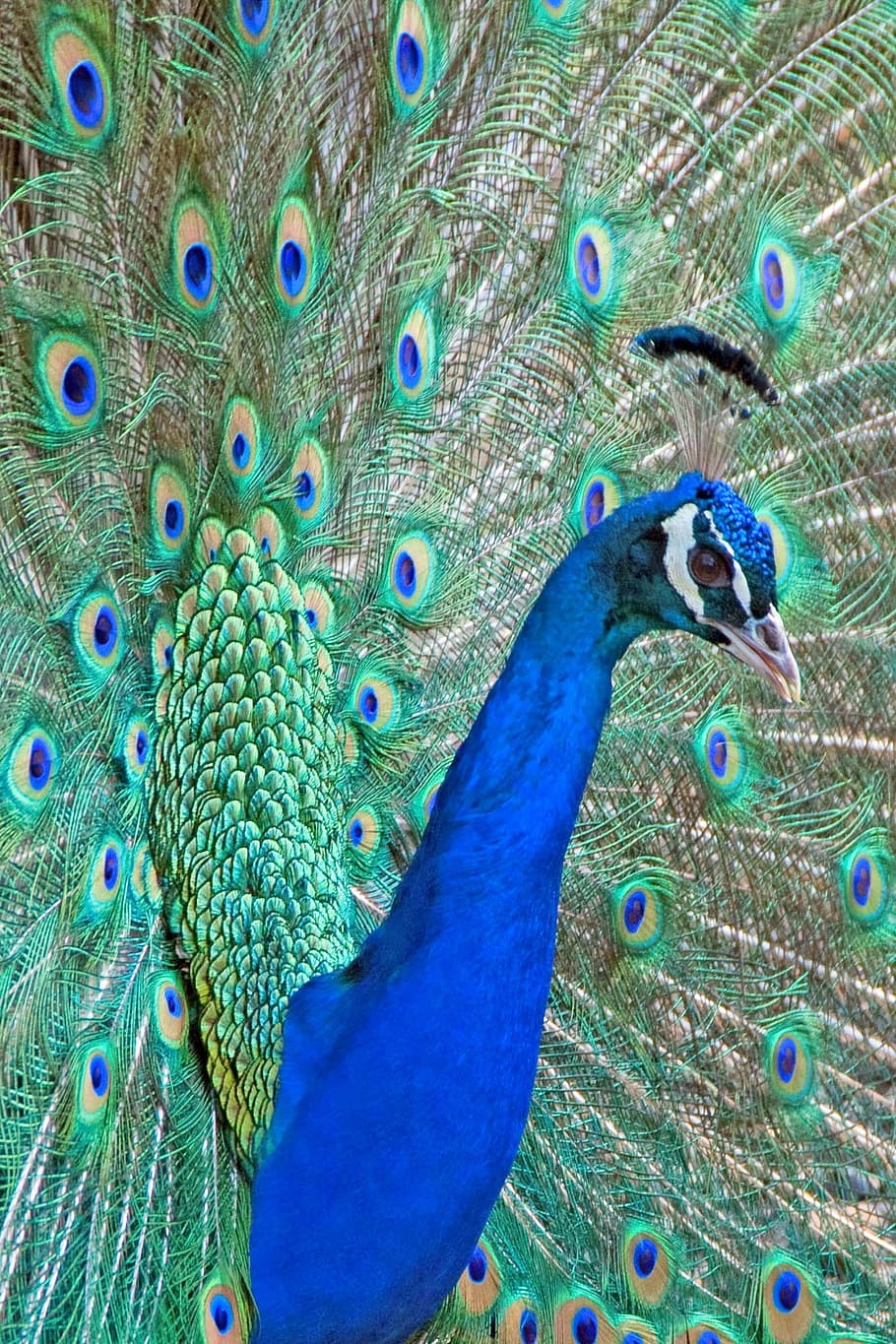 Peacock, Feathers, Bird, Head, Beak, blue, california, peacock feather HD wallpaper
