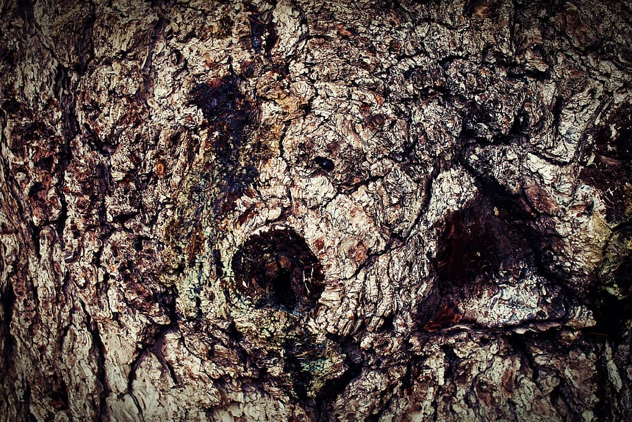 bark, wood, tree bark, texture, textured, full frame, backgrounds HD wallpaper