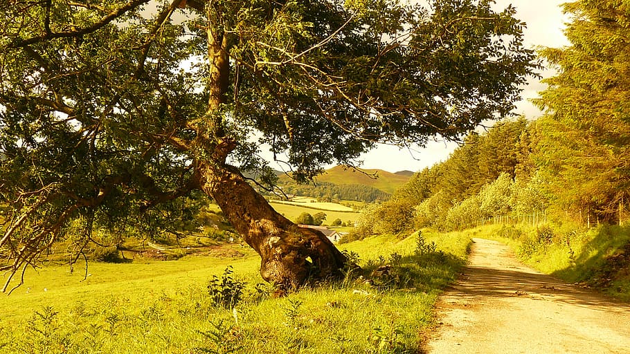 tree, path, landscape, nature, green, scenic, light, season HD wallpaper