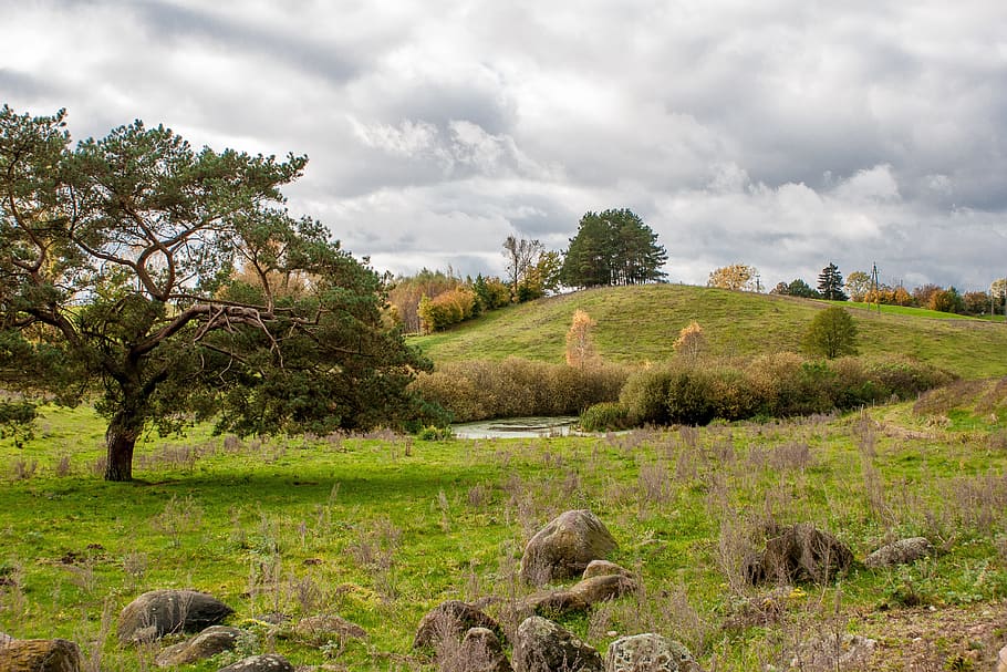 nature, landscape, tree, lawn, plant, cloud - sky, grass, environment HD wallpaper