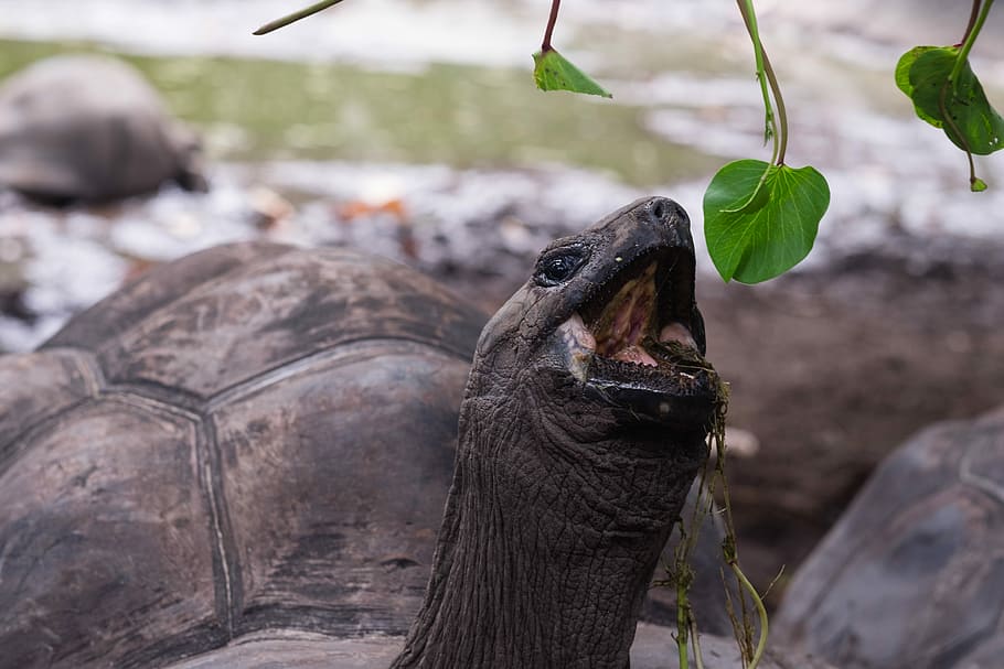 turtle picking green leaf, closeup photo of a turtle eating plant HD wallpaper