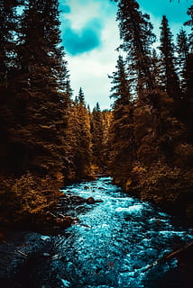 timelapse photo of river between trees, alaska, landscape, stream HD wallpaper