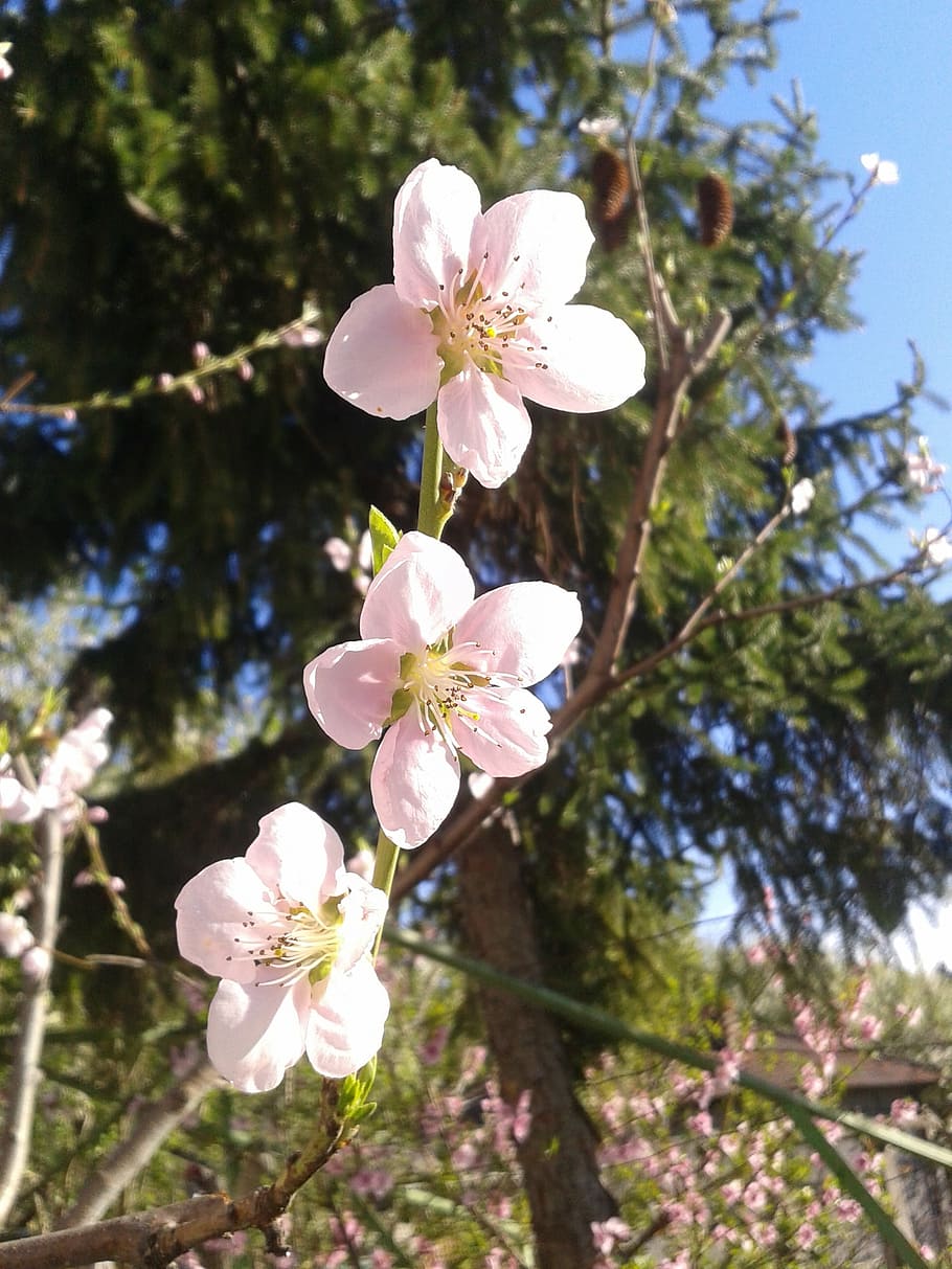 peach, color, spring, sky, blue, pink, plant, flower, flowering plant HD wallpaper