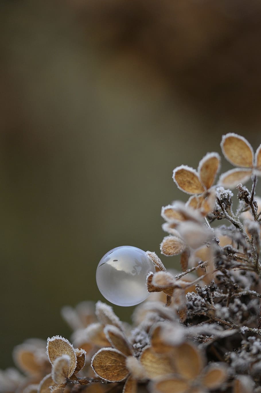 bubbles, soap, lightness, breath, plant, selective focus, close-up HD wallpaper