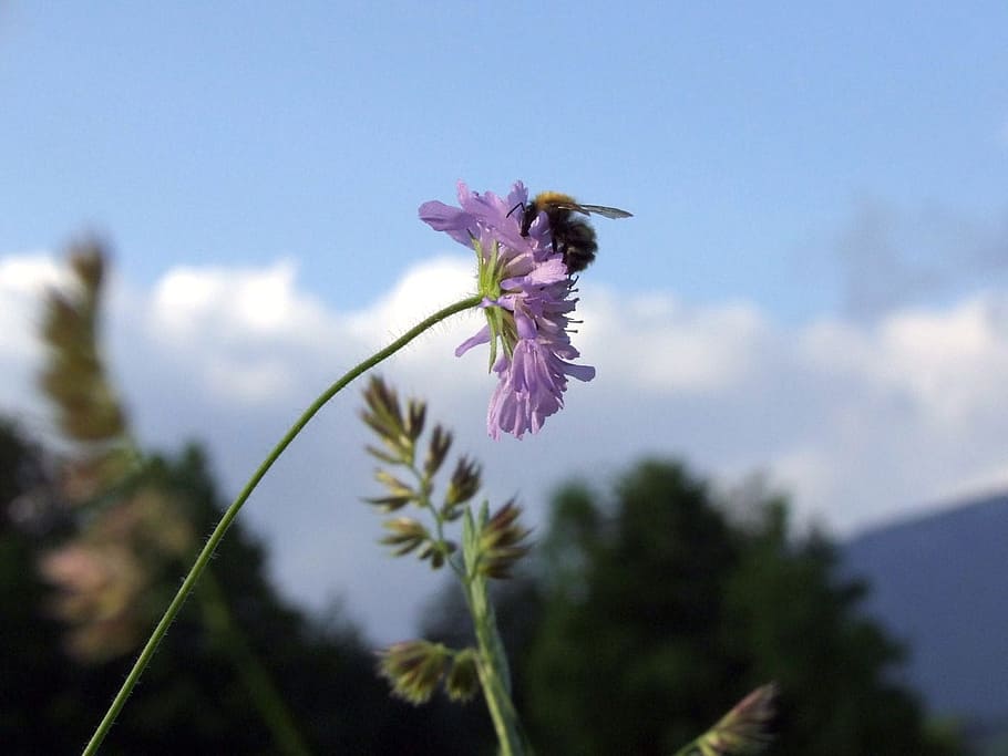 Bumblebee, Flower, Spring, Insect, nature, growth, plant, fragility HD wallpaper